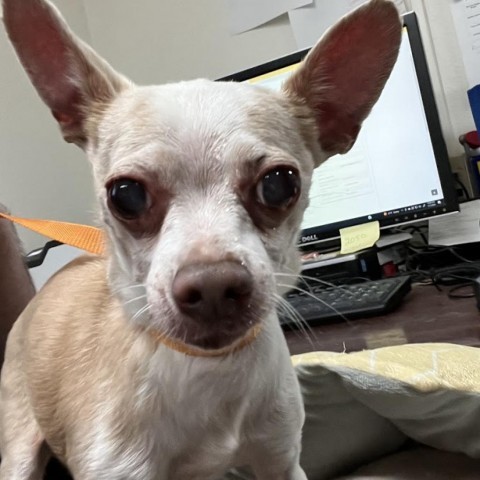 Albert 1