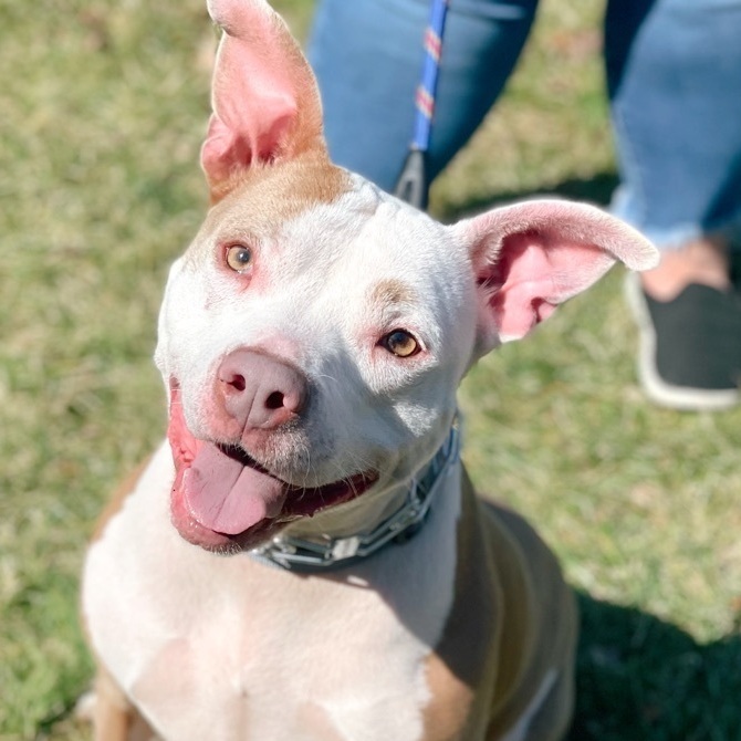 Dog for adoption - Nora , an American Staffordshire Terrier Mix in  Louisville, KY