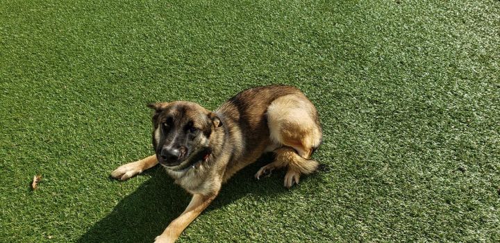Rin Tin, an adoptable German Shepherd Dog Mix in Jefferson City, MO_image-4