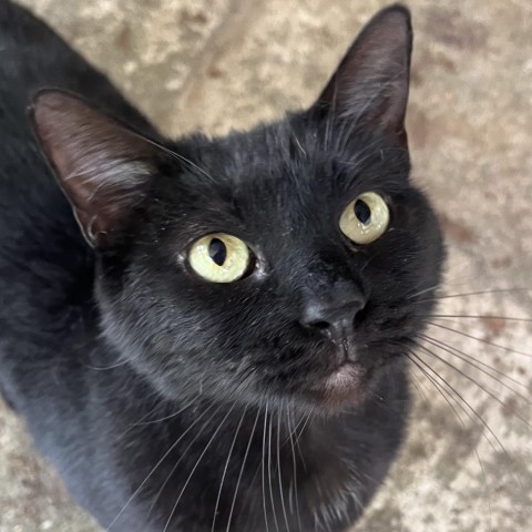Salem