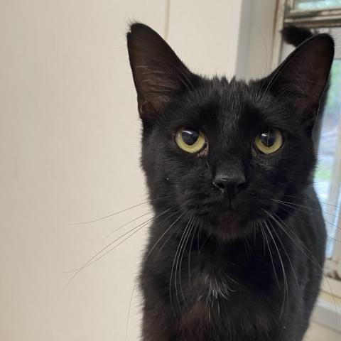 Salem 5