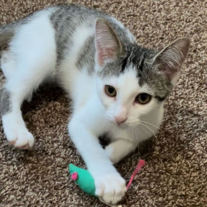 Arnold Palmer & Mint Julep (Special Needs) **Reduced adoption fee!**, an adopted Domestic Short Hair & Domestic Medium Hair Mix in Minneapolis, MN_image-4