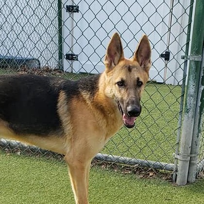 Corrado, an adoptable German Shepherd Dog Mix in Jefferson City, MO_image-3