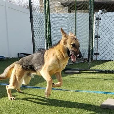 Corrado, an adoptable German Shepherd Dog Mix in Jefferson City, MO_image-5