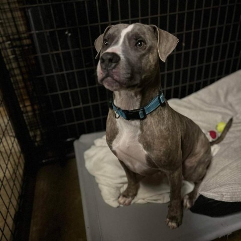 Lincoln, an adoptable Pit Bull Terrier in Huber Heights, OH_image-6