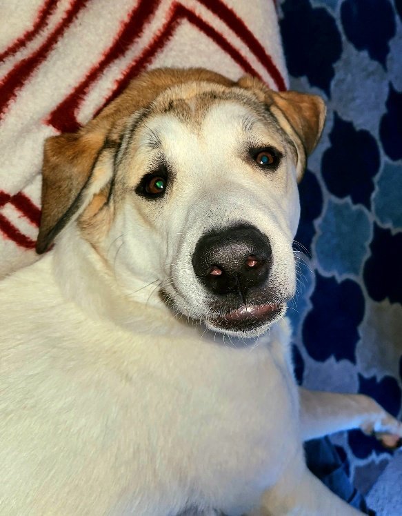 Miller (New Digs), an adoptable Great Pyrenees Mix in Dallas, TX_image-2