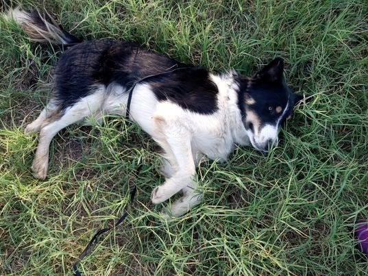 Oso (bonded with Chico) 2
