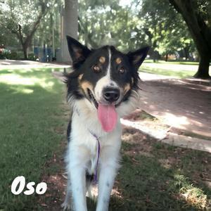 Oso (bonded with Chico)