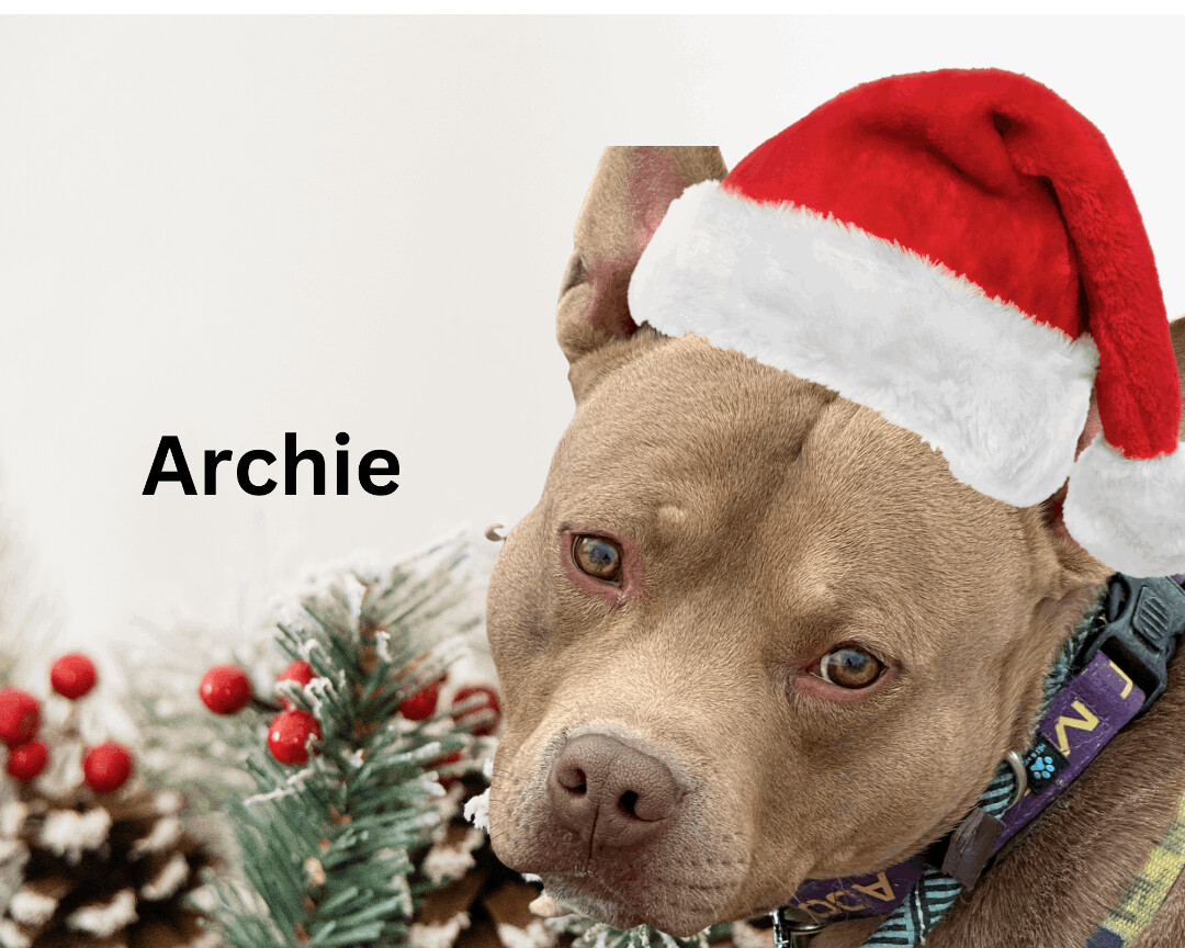 Archie, an adoptable Pit Bull Terrier in Pueblo, CO, 81001 | Photo Image 2