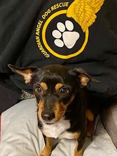Blackie ADOPTED, an adopted Miniature Pinscher & Dachshund Mix in Tampa, FL_image-3