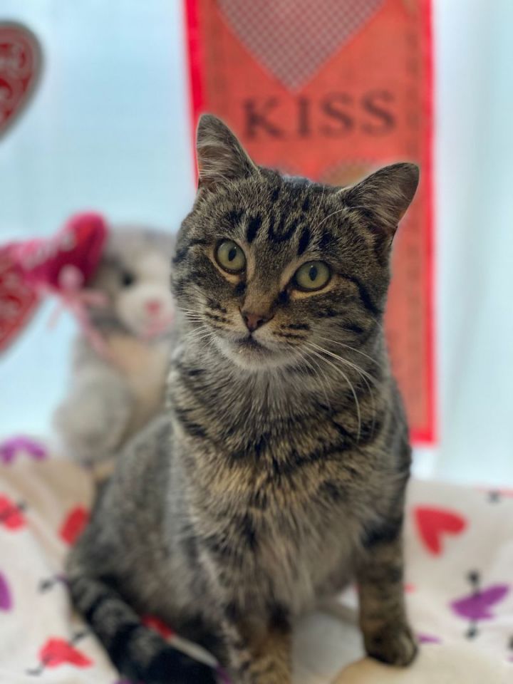Valentine, an adoptable Domestic Short Hair & Tabby Mix in Brooks, AB_image-1