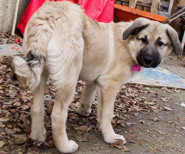 Willow, an adoptable Great Pyrenees & Anatolian Shepherd Mix in Brooks, AB_image-6