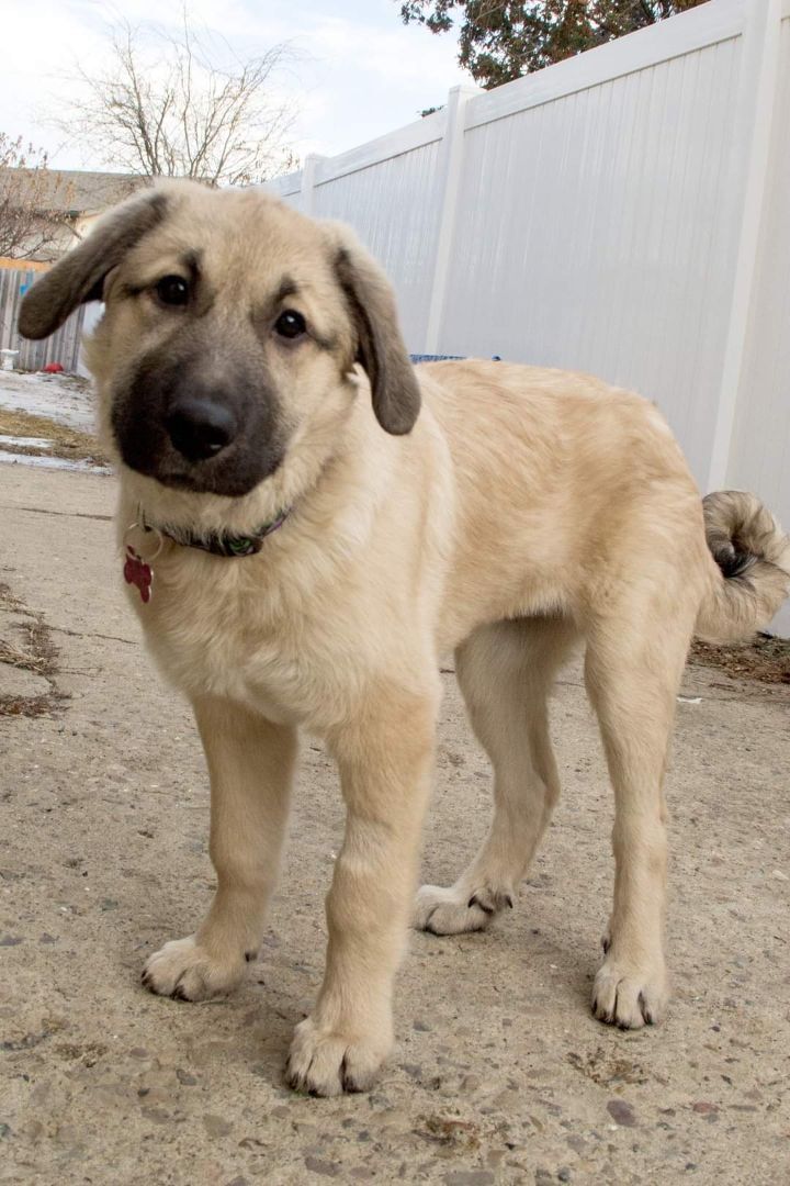 Willow, an adoptable Great Pyrenees & Anatolian Shepherd Mix in Brooks, AB_image-1