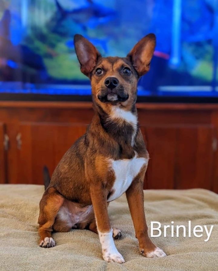 Brinley , an adoptable Hound Mix in Lacona, NY_image-1