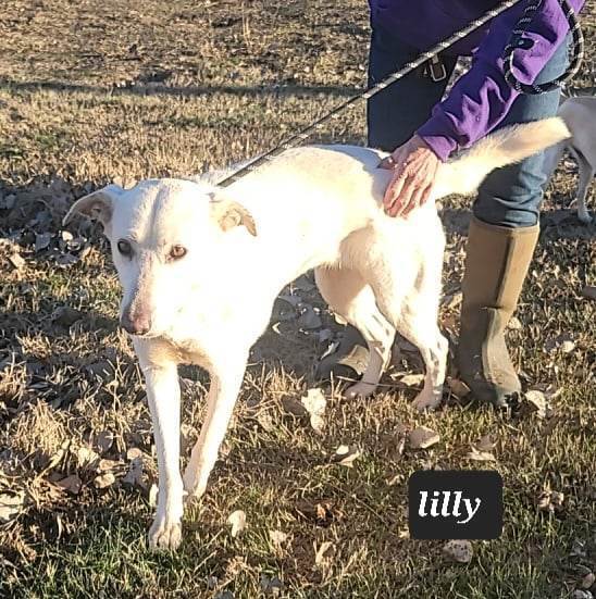 Lilly