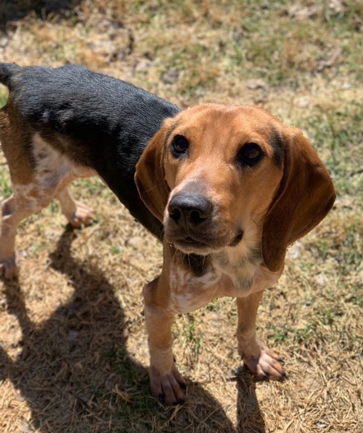 ROONEY—PLAYFUL, YOUNG, HEARTWORM NEGATIVE AND SUCH A SWEET BEAGLE BOY, an adoptable Beagle in Holly Springs, MS_image-3