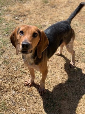 ROONEY—PLAYFUL, YOUNG, HEARTWORM NEGATIVE AND SUCH A SWEET BEAGLE BOY