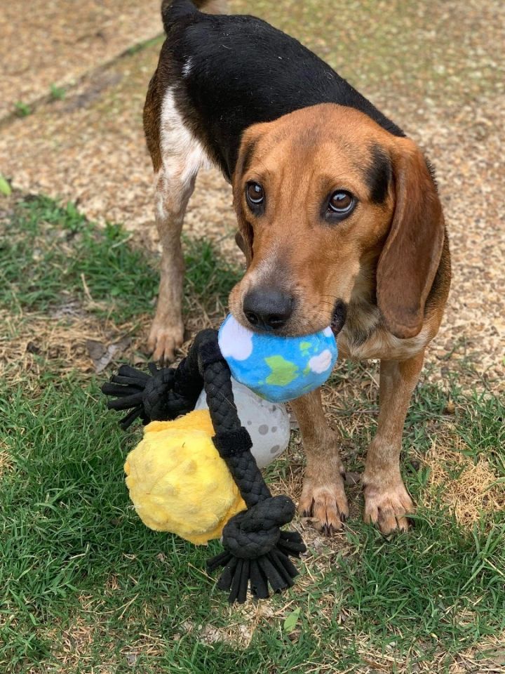 ROONEY—PLAYFUL, YOUNG, HEARTWORM NEGATIVE AND SUCH A SWEET BEAGLE BOY, an adoptable Beagle in Holly Springs, MS_image-4