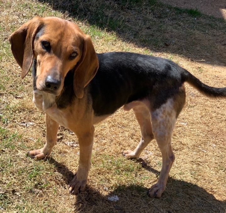ROONEY—PLAYFUL, YOUNG, HEARTWORM NEGATIVE AND SUCH A SWEET BEAGLE BOY, an adoptable Beagle in Holly Springs, MS_image-5
