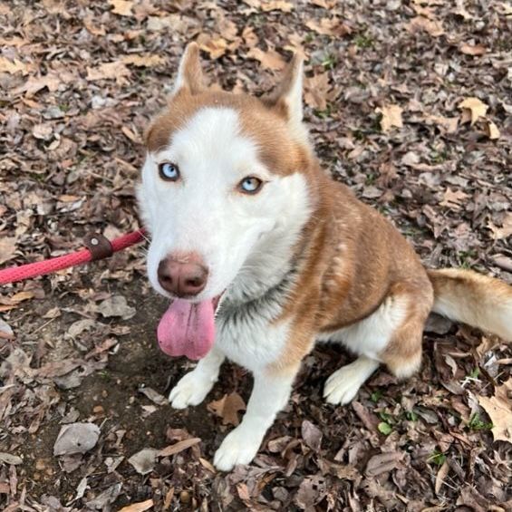 Dog for adoption Joker, a Husky in Horn Lake, MS Petfinder
