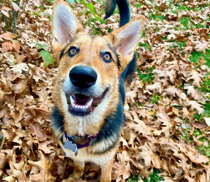 Meg *HERE IN NH*, an adoptable German Shepherd Dog Mix in Northwood, NH_image-1
