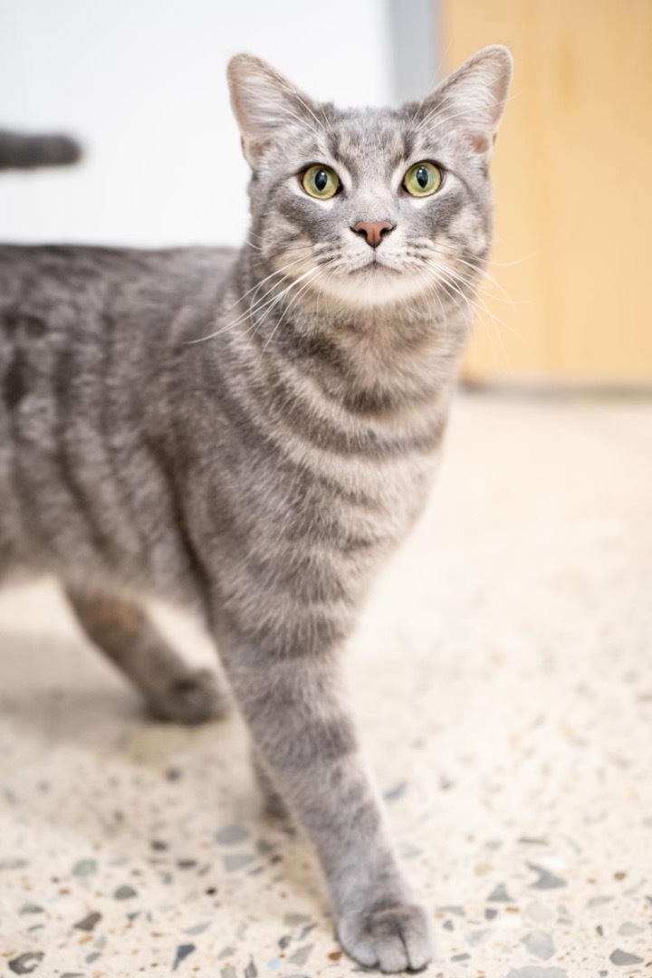 Merlin, an adopted Tabby in Hendersonville, TN_image-2