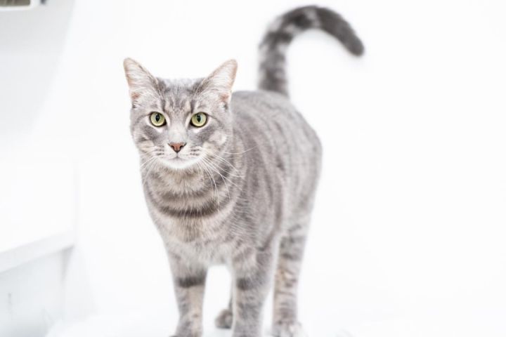 Merlin, an adopted Tabby in Hendersonville, TN_image-3