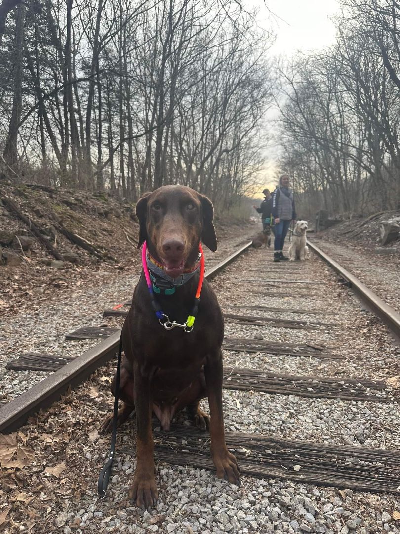 can doberman jump a fence