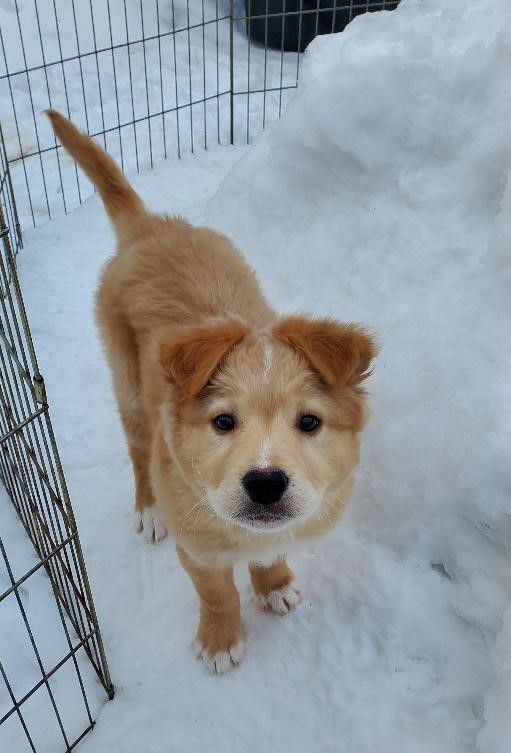 Scout, an adoptable Mixed Breed in Moorhead, MN_image-3