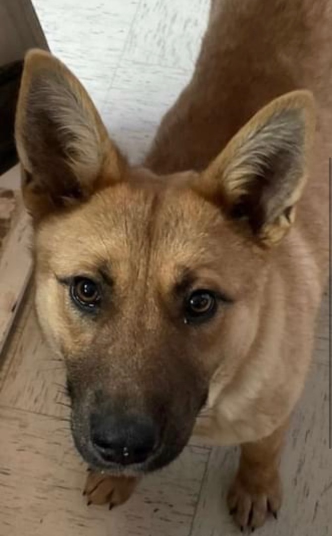 Dog for adoption - Ruby, a German Shepherd Dog Mix in Humboldt , SK |  Petfinder