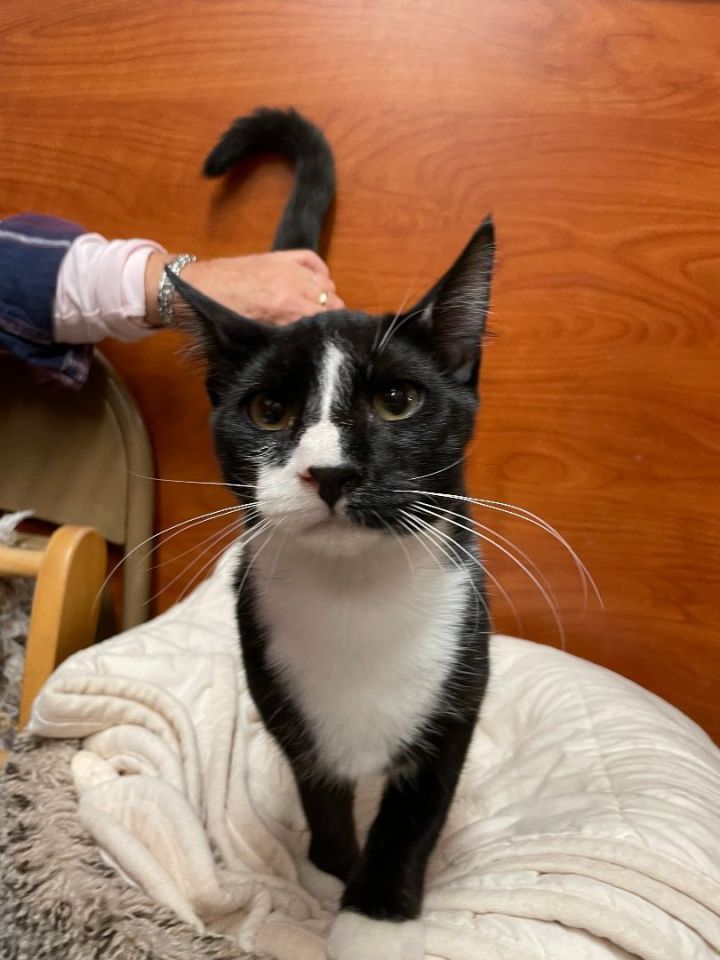 No Name, an adoptable Tuxedo in Fort Lauderdale, FL_image-3
