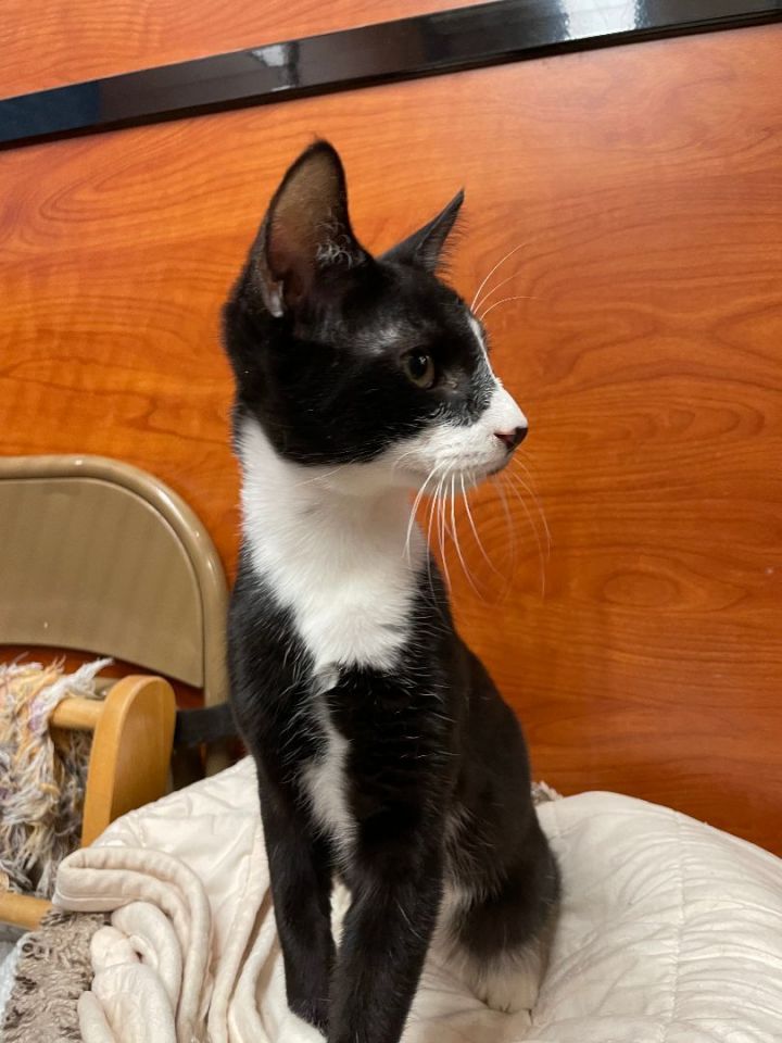No Name, an adoptable Tuxedo in Fort Lauderdale, FL_image-4