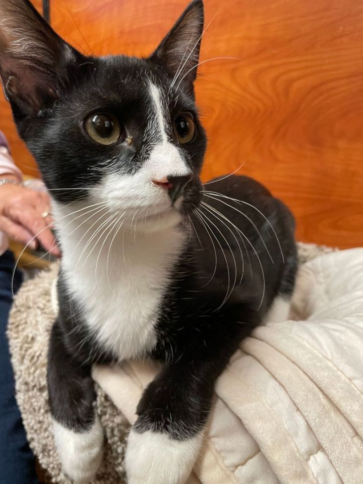 Liam, an adoptable Tuxedo in Fort Lauderdale, FL_image-1