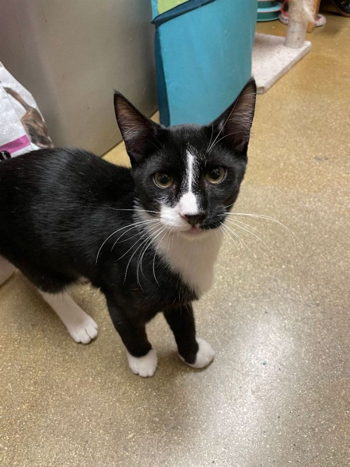 Liam, an adoptable Tuxedo in Fort Lauderdale, FL_image-6