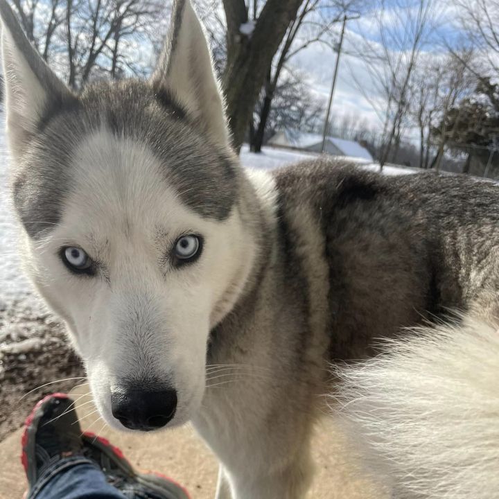 Ryder, an adoptable Siberian Husky in Jefferson City, MO_image-1