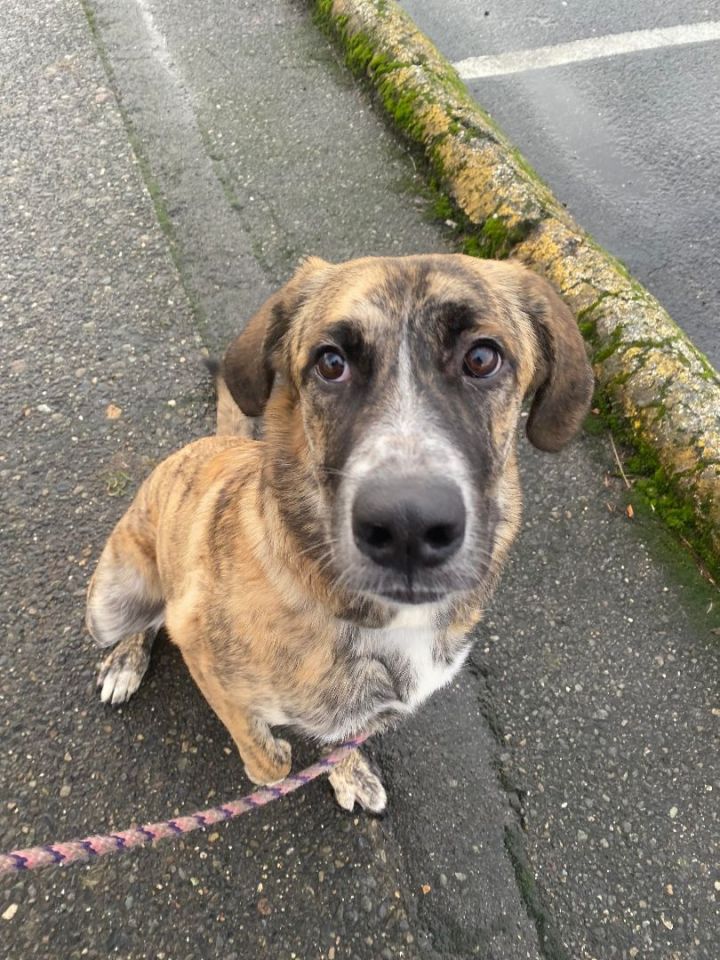 Pretty Girl, an adoptable Plott Hound in Tacoma, WA_image-3