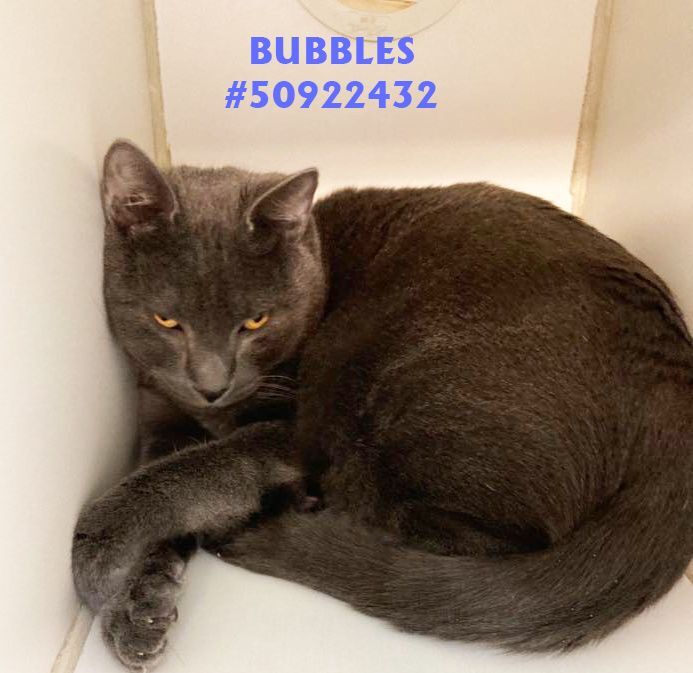Bubbles , an adopted Domestic Short Hair in Wilkes Barre, PA_image-1