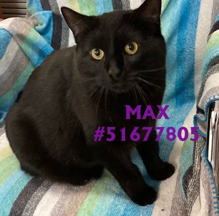 Max, an adoptable Domestic Short Hair in Wilkes Barre, PA_image-1