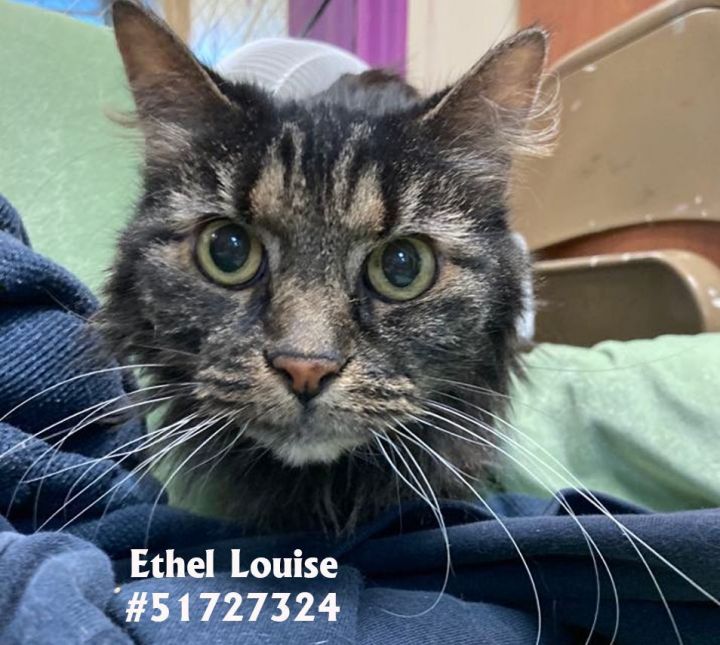 Ethel Louise , an adoptable Tabby in Wilkes Barre, PA_image-1