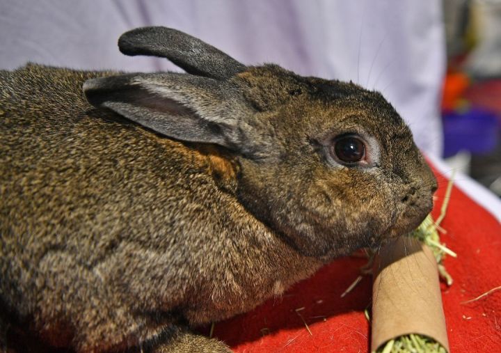 Flash!, an adoptable Bunny Rabbit in East Syracuse, NY_image-3