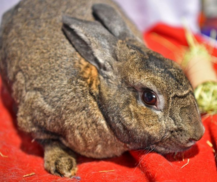 Flash!, an adoptable Bunny Rabbit in East Syracuse, NY_image-4