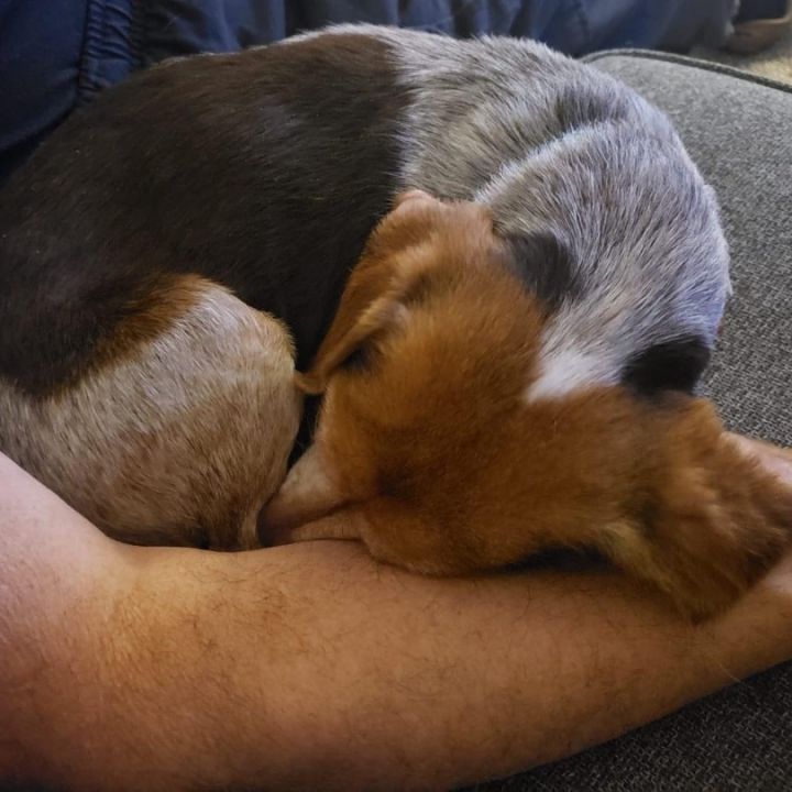 Elsa, an adopted Beagle Mix in Kentwood, MI_image-3