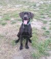 Brody
