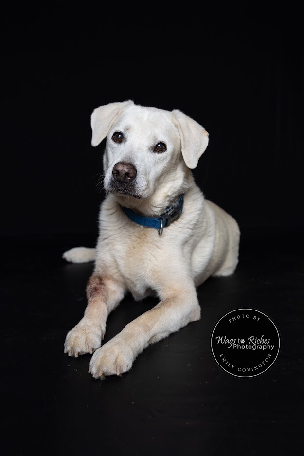 Dog for adoption Boots & ZigZag BONDED PAIR, a Labrador Retriever