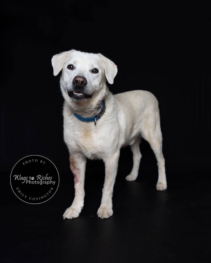 Boots & ZigZag - BONDED PAIR, an adoptable Labrador Retriever Mix in Tuscaloosa, AL_image-4