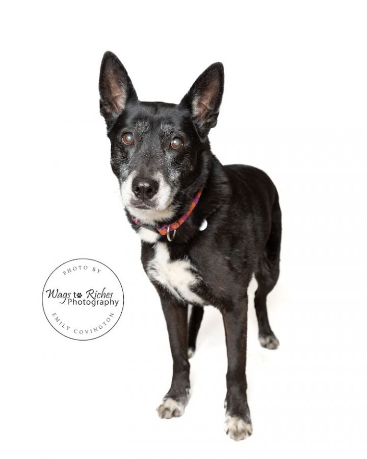 Dog for adoption Boots & ZigZag BONDED PAIR, a Labrador Retriever