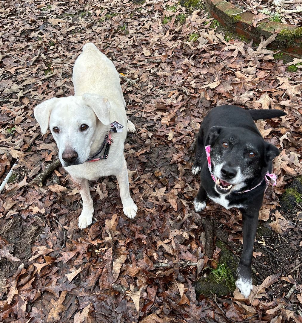 Dog for adoption Boots & ZigZag BONDED PAIR, a Labrador Retriever