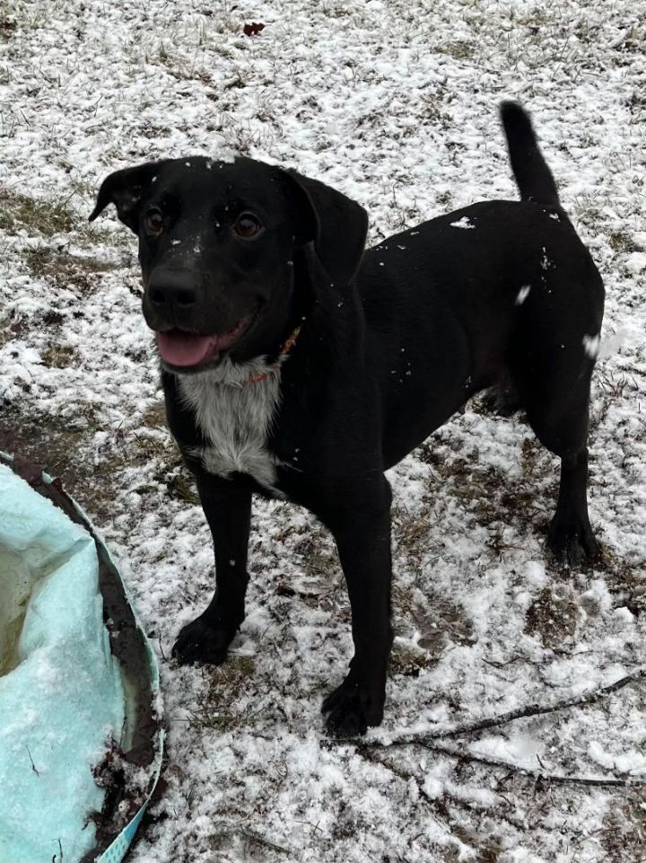 Bean in NH , an adoptable Cattle Dog & Labrador Retriever Mix in Manchester, NH_image-2