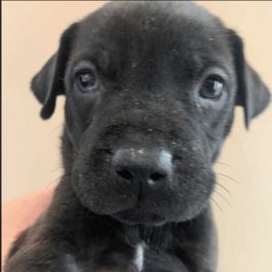 Border Collie-Aussie-Pitty Boy 1