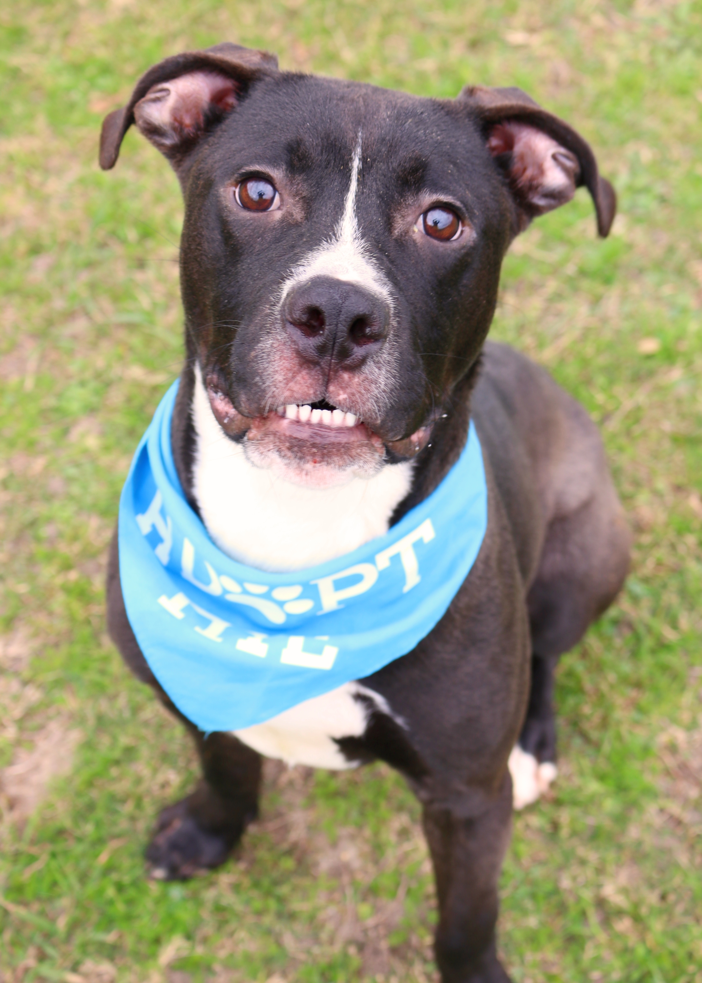 Dog for adoption - Remy, a Labrador Retriever Mix in Gulfport, MS |  Petfinder